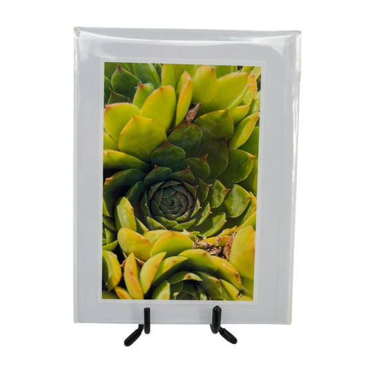White Greeting Card | Multiple Designs | KJ Made Green Succulent
