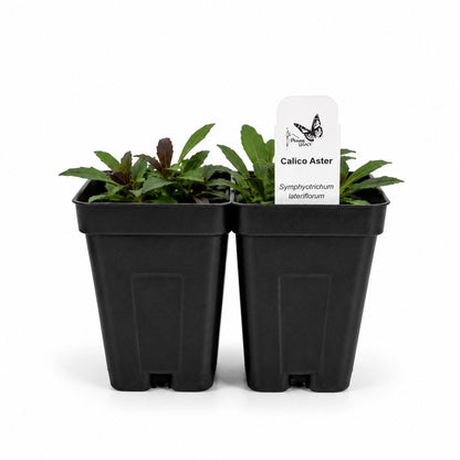 Chic & Shady Live Plant Landscape Kit | Prairie Legacy Inc.