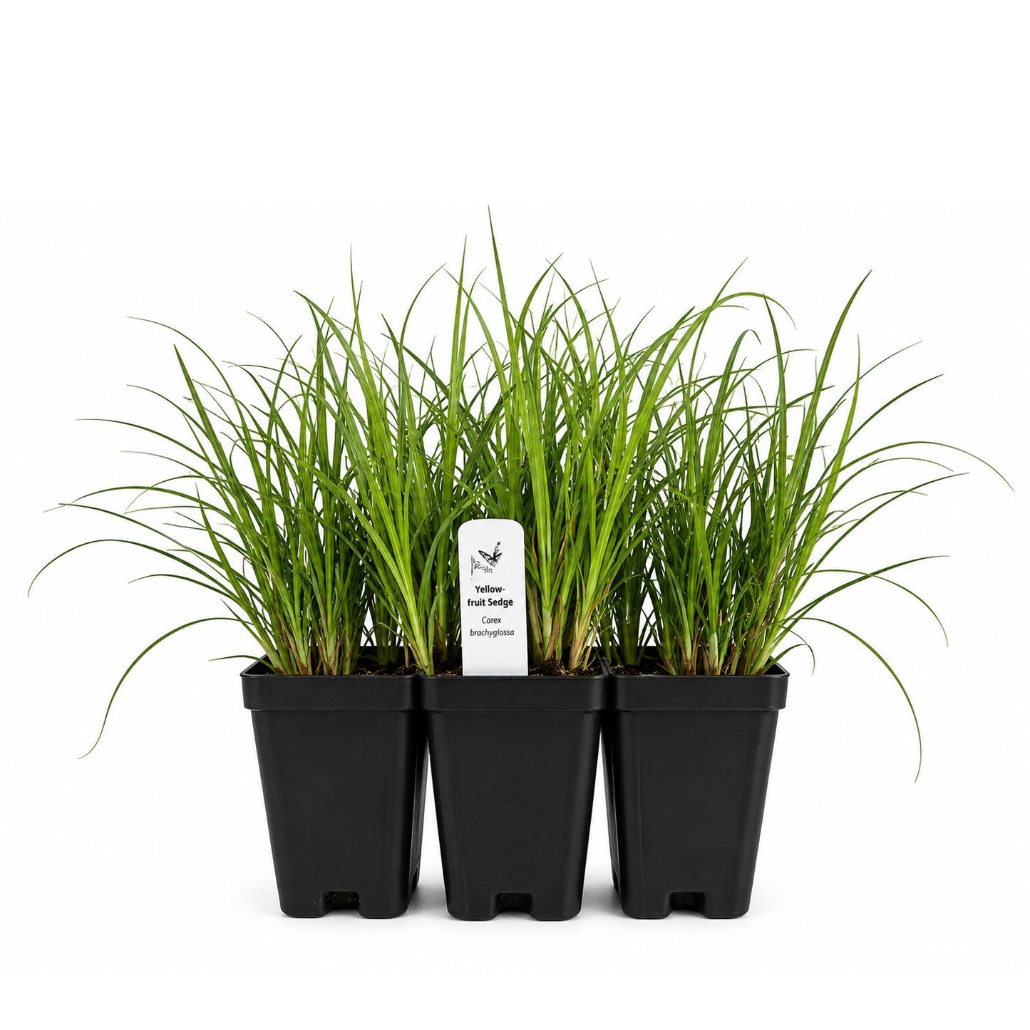 Bird Sanctuary Live Plant Landscape Kit | Prairie Legacy Inc.