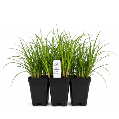 Bird Sanctuary Live Plant Landscape Kit | Prairie Legacy Inc.
