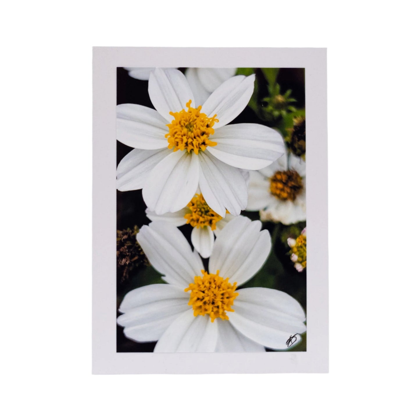 White Greeting Card | Multiple Designs | KJ Made