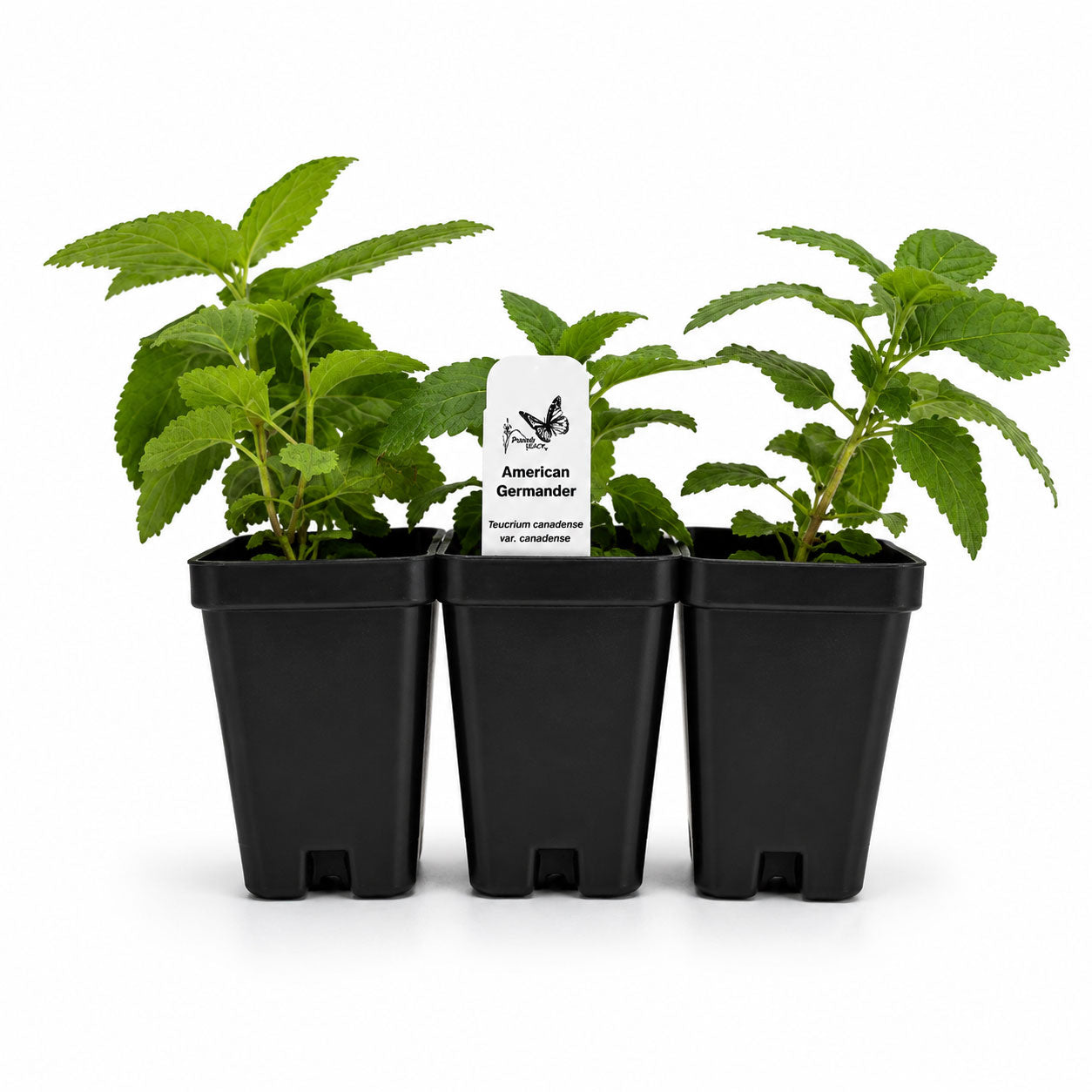 Chic & Shady Live Plant Landscape Kit | Prairie Legacy Inc.