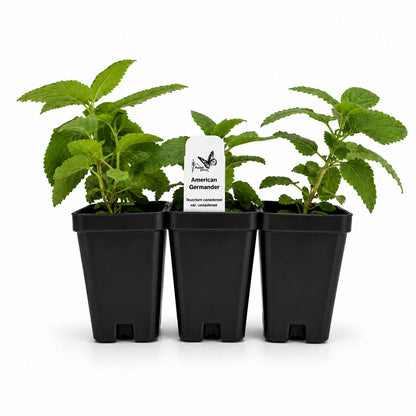 Chic & Shady Live Plant Landscape Kit | Prairie Legacy Inc.