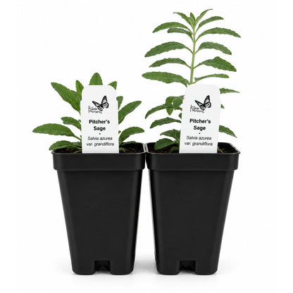 Bird Sanctuary Live Plant Landscape Kit | Prairie Legacy Inc.