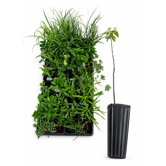 Bird Sanctuary Live Plant Landscape Kit | Prairie Legacy Inc.