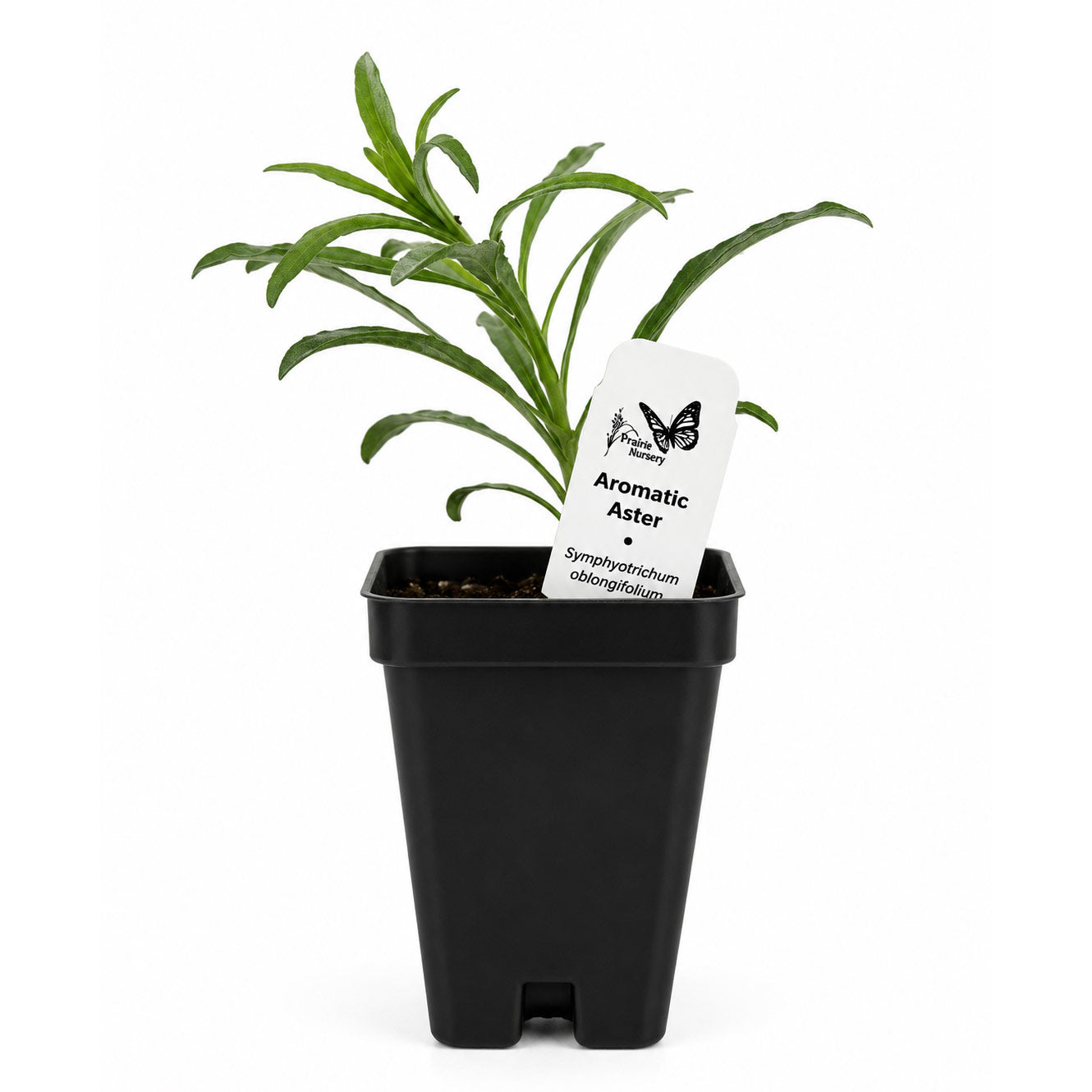 Bird Sanctuary Live Plant Landscape Kit | Prairie Legacy Inc.