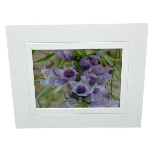 Wild Foxglove Flowers Photograph | 5x7 Framed With Mat | 2 The Ends of the Earth White Mat