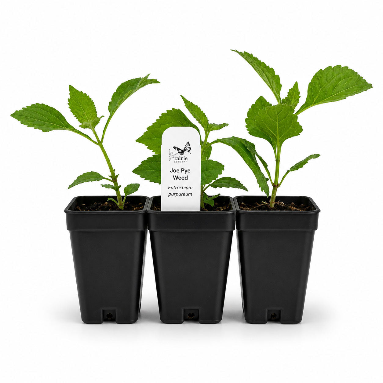 Chic & Shady Live Plant Landscape Kit | Prairie Legacy Inc.