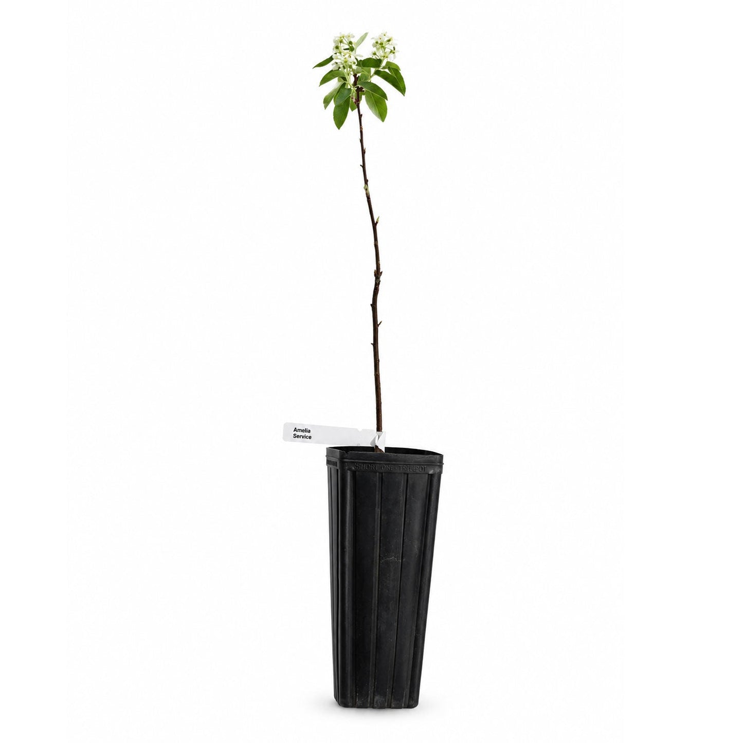 Bird Sanctuary Live Plant Landscape Kit | Prairie Legacy Inc.