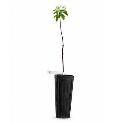 Bird Sanctuary Live Plant Landscape Kit | Prairie Legacy Inc.