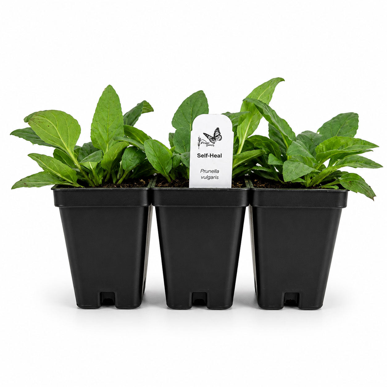 Chic & Shady Live Plant Landscape Kit | Prairie Legacy Inc.
