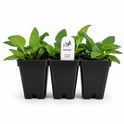 Chic & Shady Live Plant Landscape Kit | Prairie Legacy Inc.