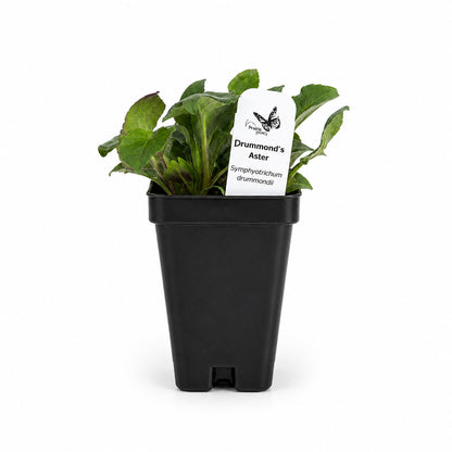 Chic & Shady Live Plant Landscape Kit | Prairie Legacy Inc.