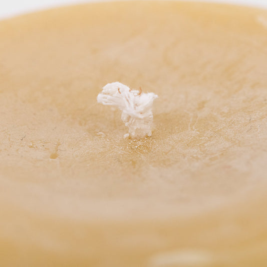 Unscented Bees Wax Candle | 20 oz | Buzz Savories, LLC