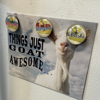 Nebraska State Bird Magnet | Multiple Colors | 1" x 1" | Create