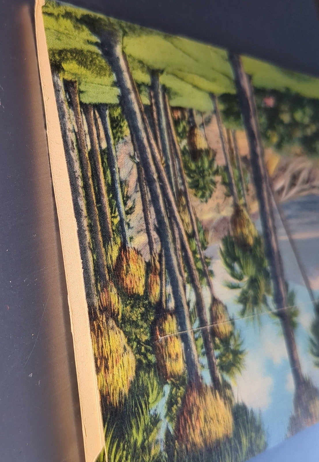 Vintage Desert Scenes of California Folding Postcard Wallet