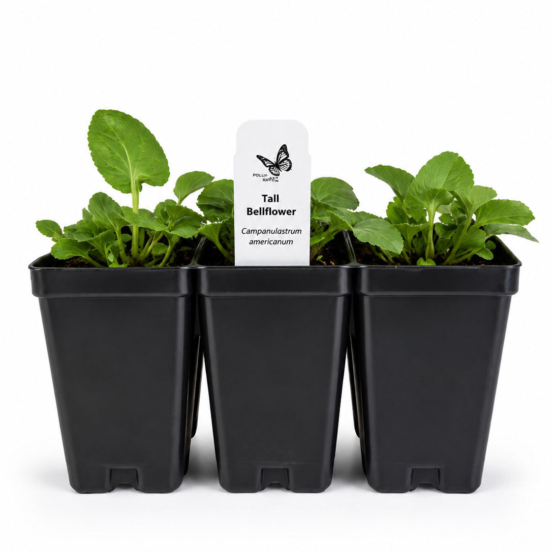 Chic & Shady Live Plant Landscape Kit | Prairie Legacy Inc.
