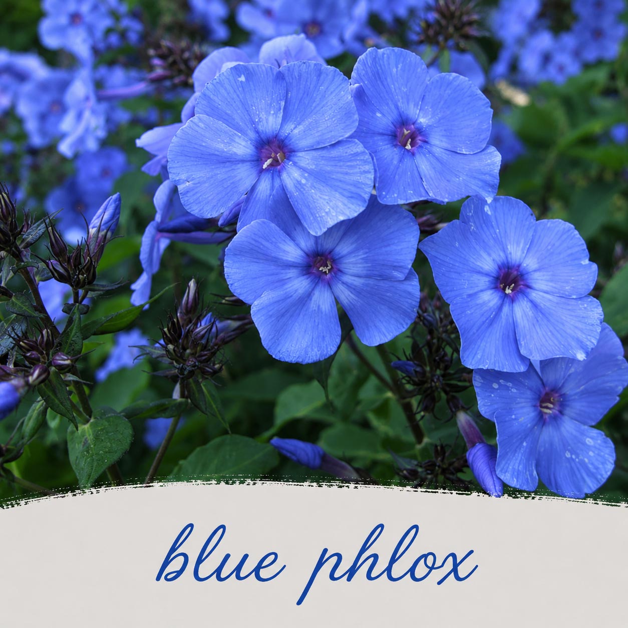 Front Yard Friendly Live Plant Landscape Kit | Prairie Legacy Inc.