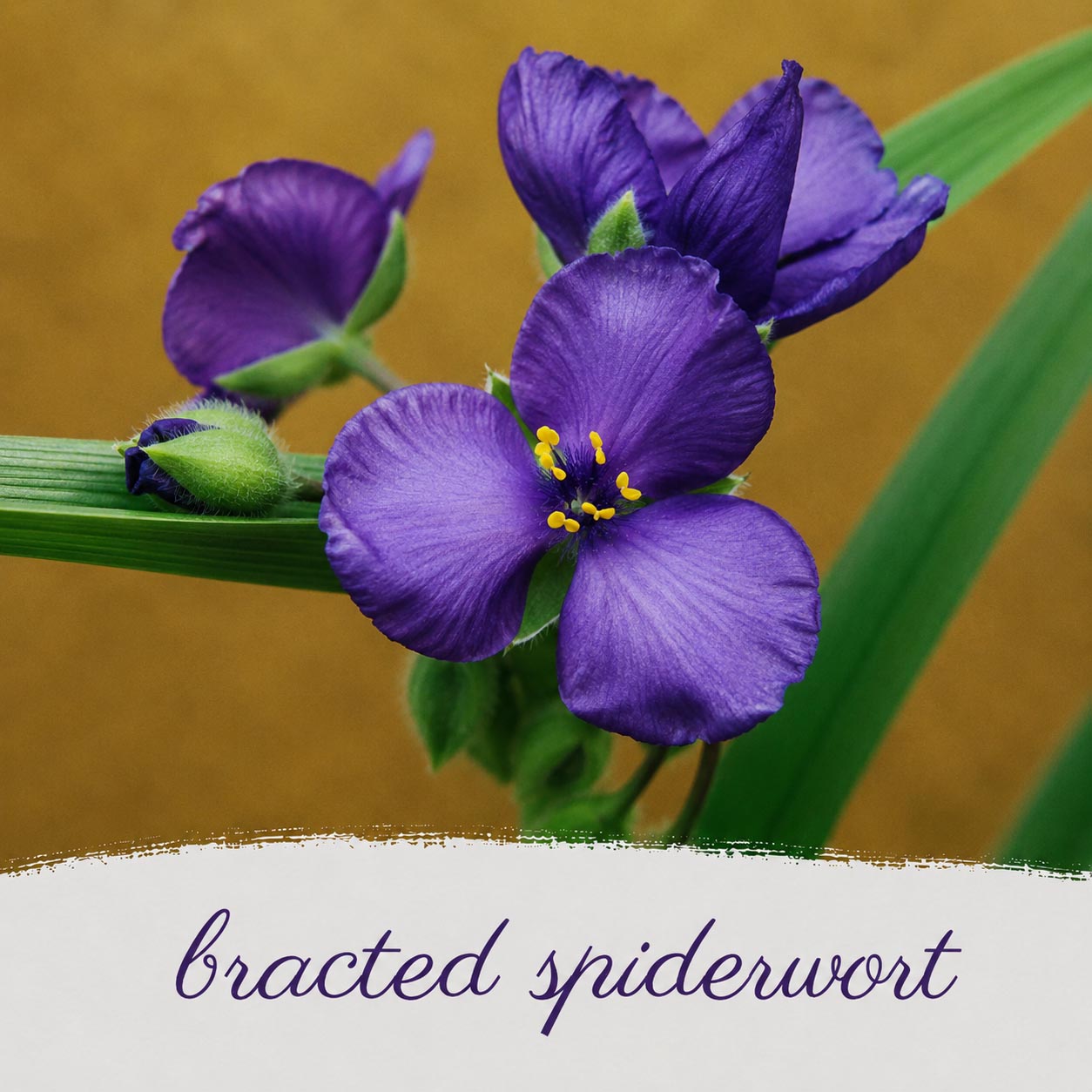 Front Yard Friendly Live Plant Landscape Kit | Prairie Legacy Inc.