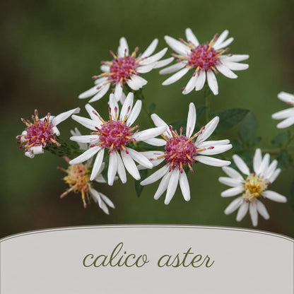 Chic & Shady Live Plant Landscape Kit | Prairie Legacy Inc.