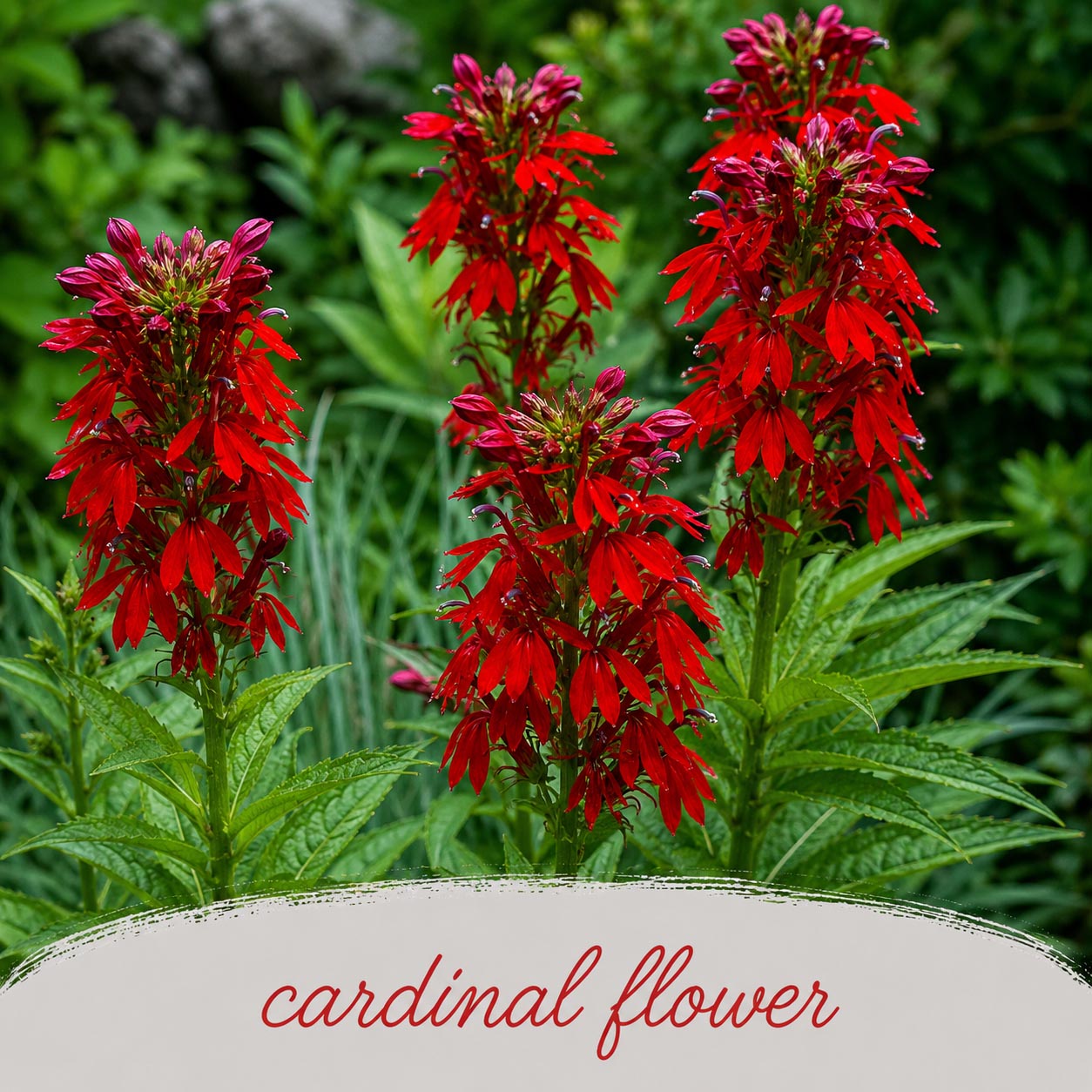 Hummingbird Garden Live Plant Landscape Kit | Prairie Legacy Inc.