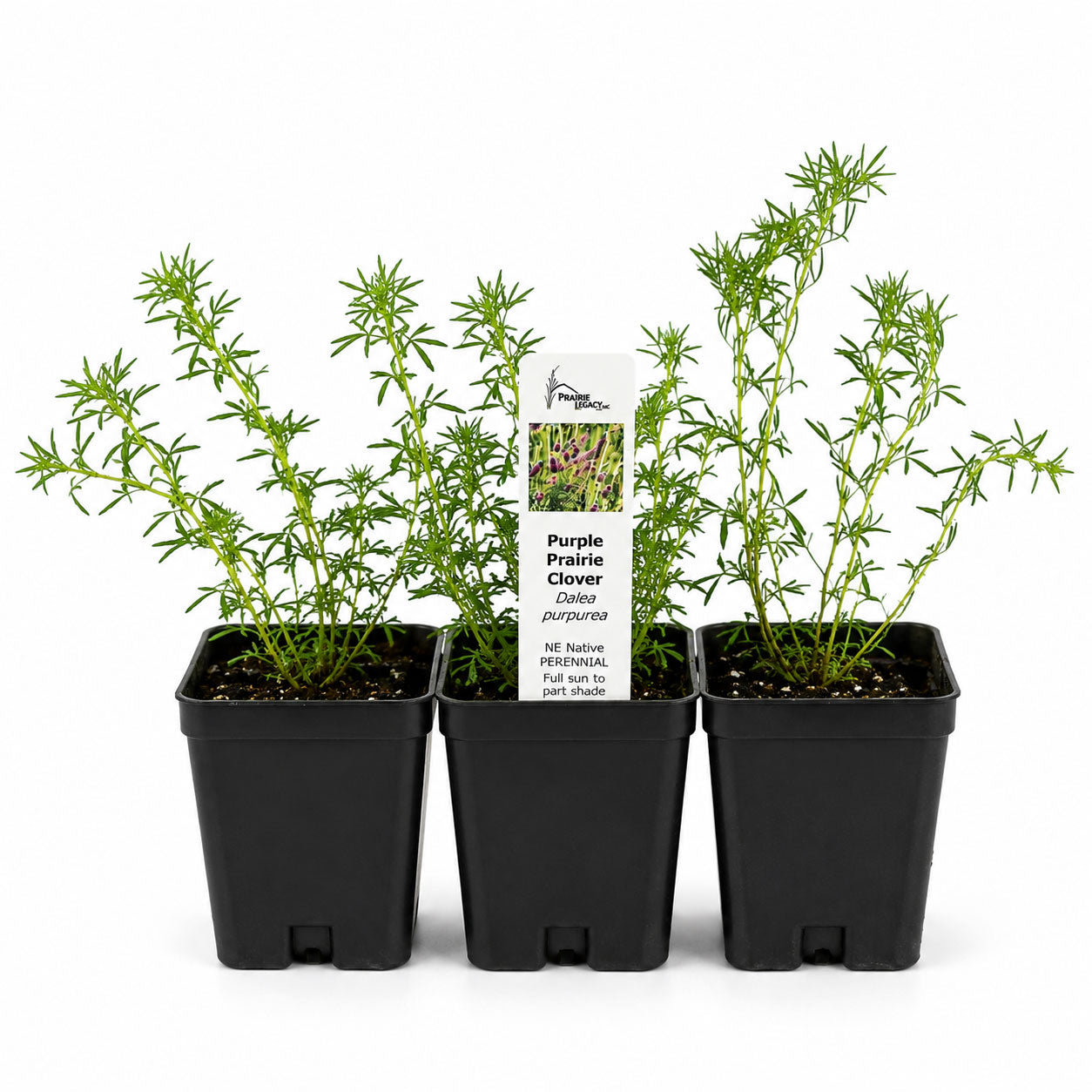 Rain Garden Live Plant Landscape Kit | Prairie Legacy Inc.