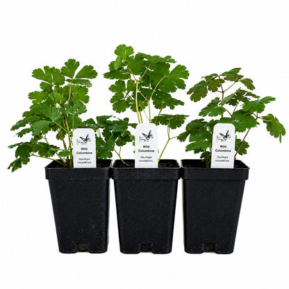 Hummingbird Garden Live Plant Landscape Kit | Prairie Legacy Inc.