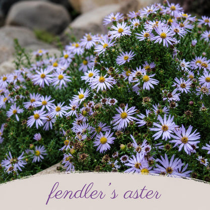 Front Yard Friendly Live Plant Landscape Kit | Prairie Legacy Inc.