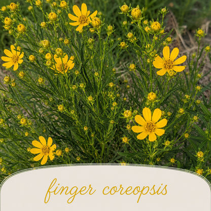 Front Yard Friendly Live Plant Landscape Kit | Prairie Legacy Inc.