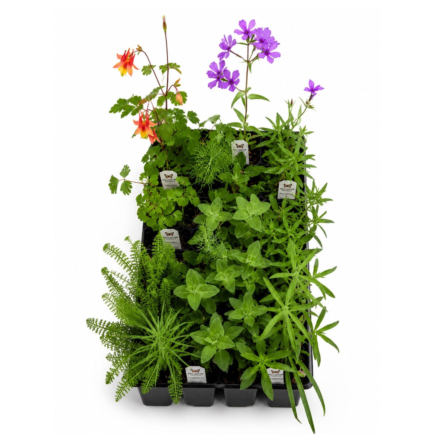 Front Yard Friendly Live Plant Landscape Kit | Prairie Legacy Inc.