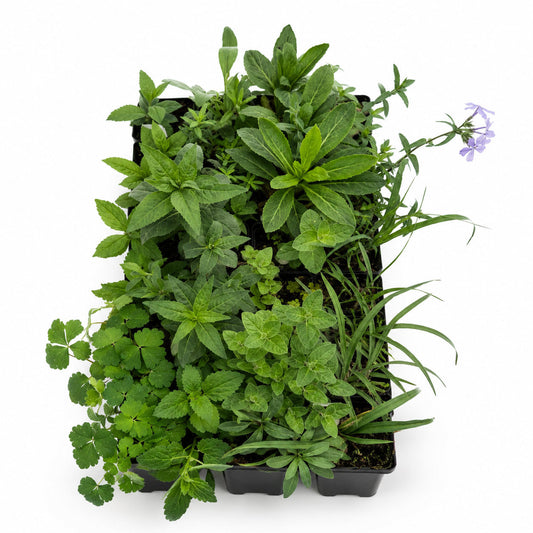 Hummingbird Garden Live Plant Landscape Kit | Prairie Legacy Inc.