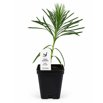 Front Yard Friendly Live Plant Landscape Kit | Prairie Legacy Inc.