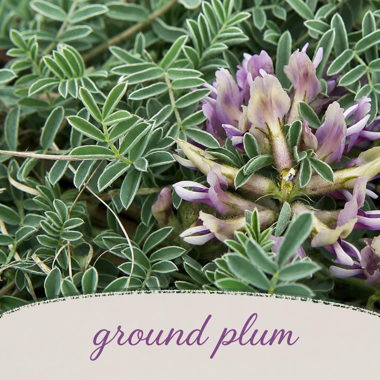 Mini Native Short Bird Lovers Seed Mix | Prairie Legacy Inc.