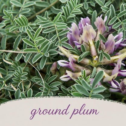 Front Yard Friendly Live Plant Landscape Kit | Prairie Legacy Inc.