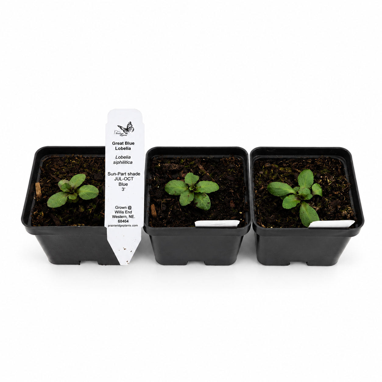 Rain Garden Live Plant Landscape Kit | Prairie Legacy Inc.