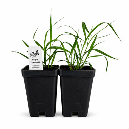 Hummingbird Garden Live Plant Landscape Kit | Prairie Legacy Inc.