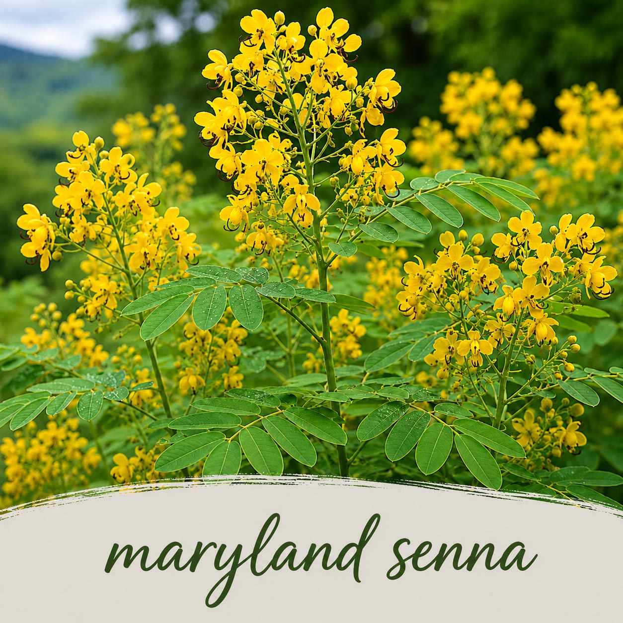 Mini Native Tall Deer & Rabbit Resistent Seed Mix | Prairie Legacy Inc.