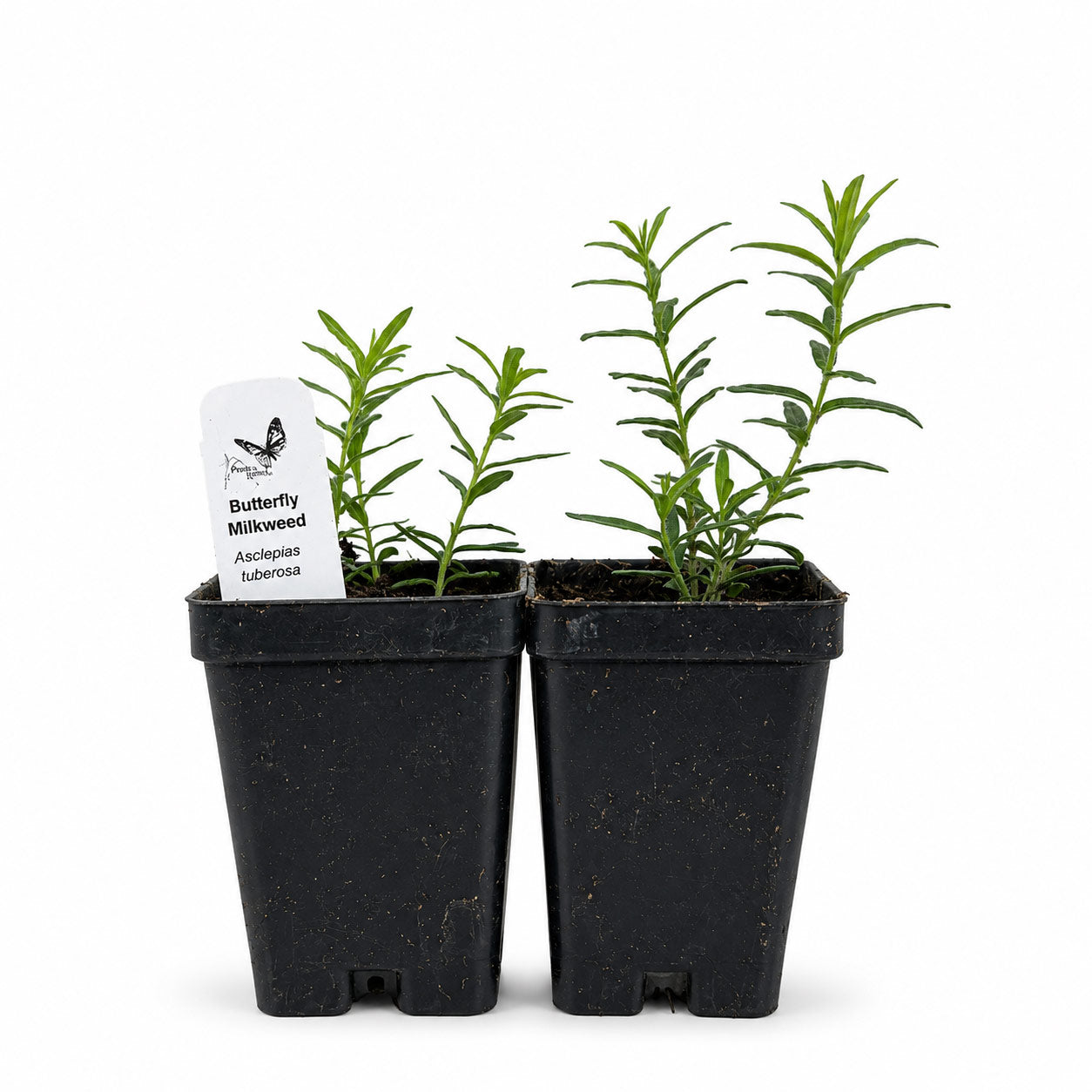 Hummingbird Garden Live Plant Landscape Kit | Prairie Legacy Inc.