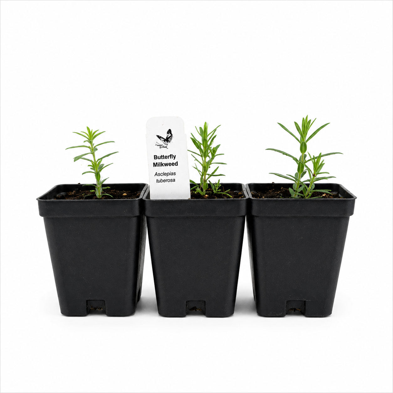 Rain Garden Live Plant Landscape Kit | Prairie Legacy Inc.