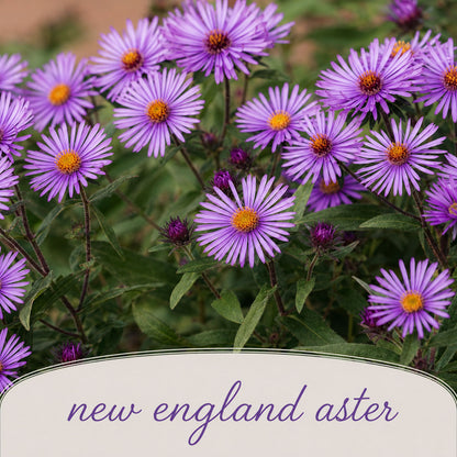 Mini Native Tall Salt & Clay Seed Mix | Prairie Legacy Inc.