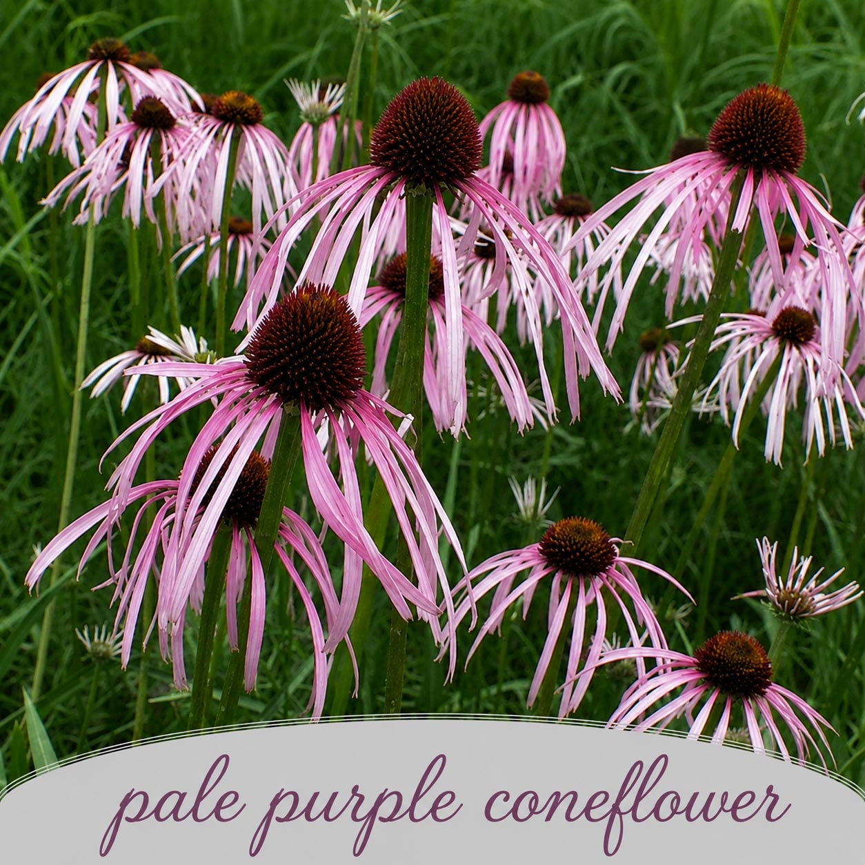 Mini Native Short Bird Lovers Seed Mix | Prairie Legacy Inc.