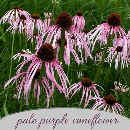 Mini Native Short Bird Lovers Seed Mix | Prairie Legacy Inc.
