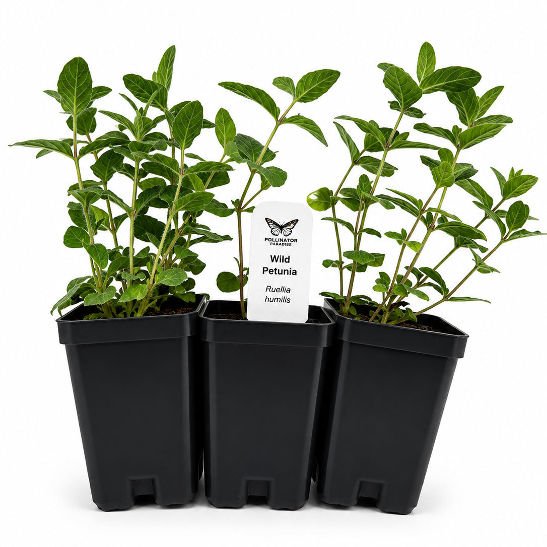 Front Yard Friendly Live Plant Landscape Kit | Prairie Legacy Inc.