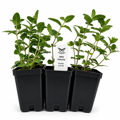 Front Yard Friendly Live Plant Landscape Kit | Prairie Legacy Inc.