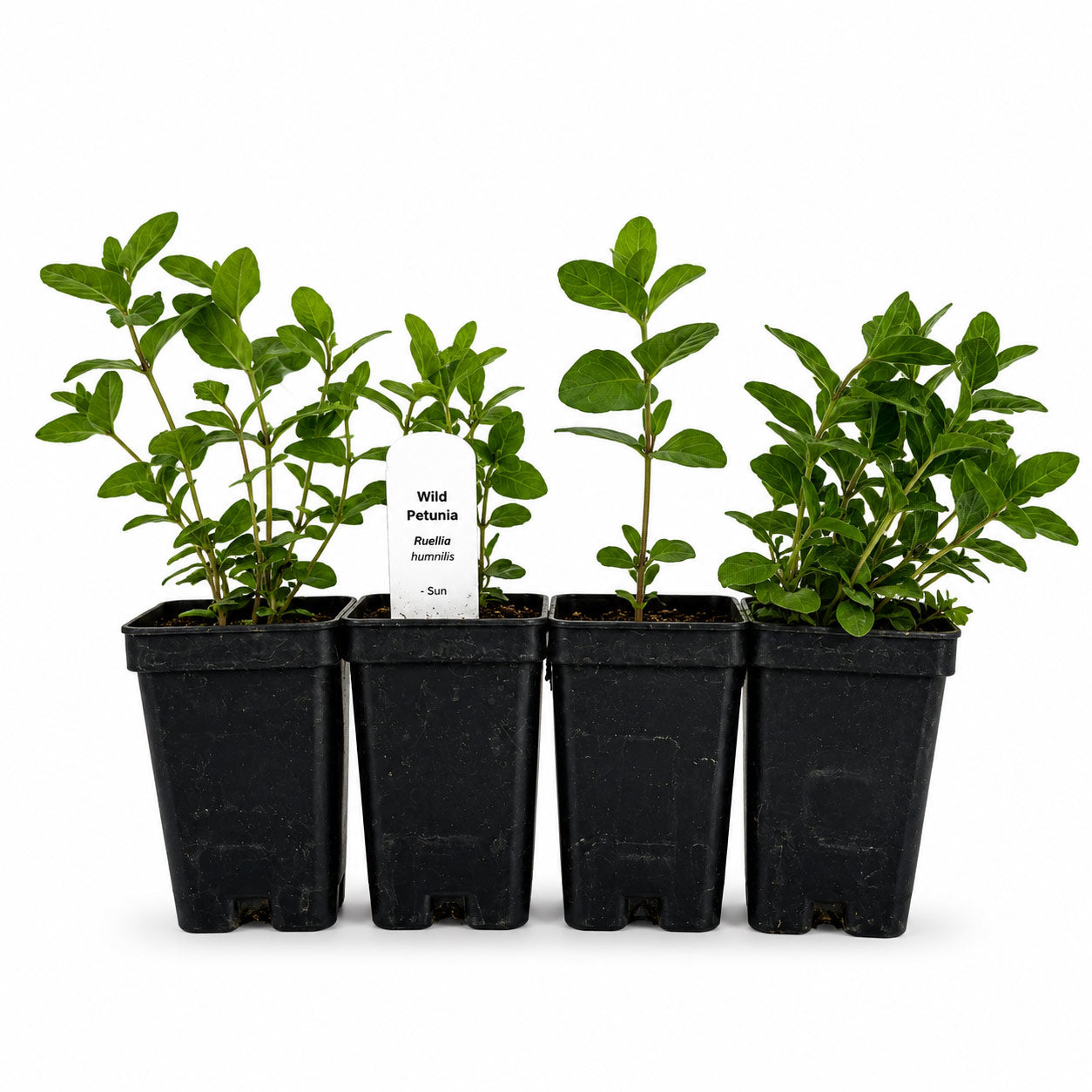 Hummingbird Garden Live Plant Landscape Kit | Prairie Legacy Inc.