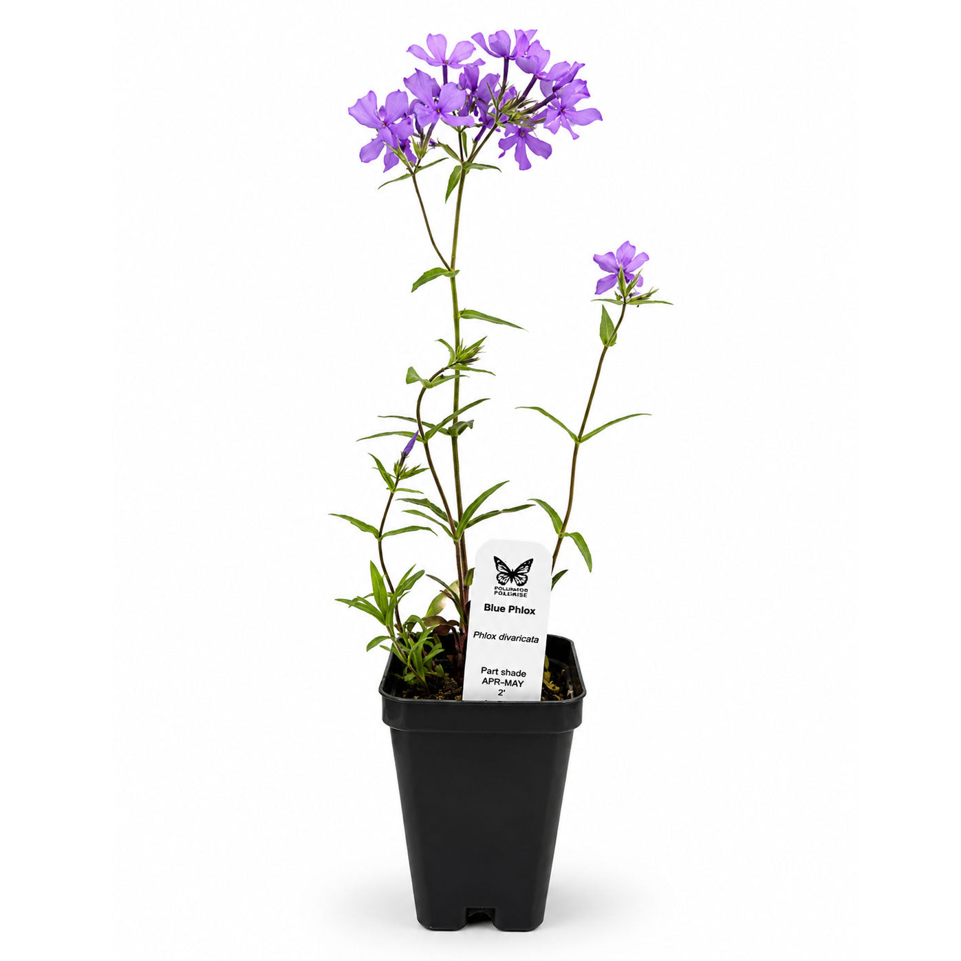 Front Yard Friendly Live Plant Landscape Kit | Prairie Legacy Inc.