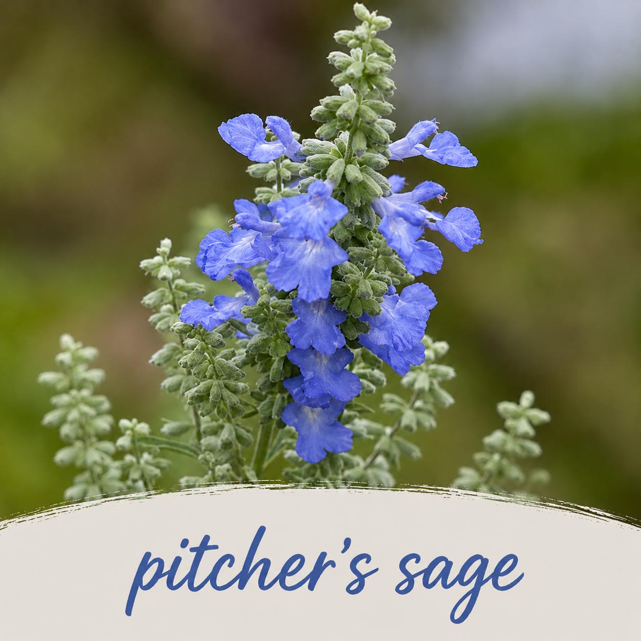 Mini Native Tall Bird Lovers Seed Mix | Prairie Legacy Inc.