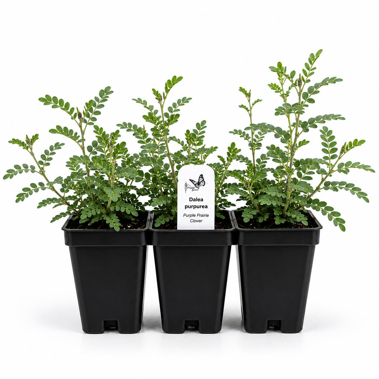 Front Yard Friendly Live Plant Landscape Kit | Prairie Legacy Inc.