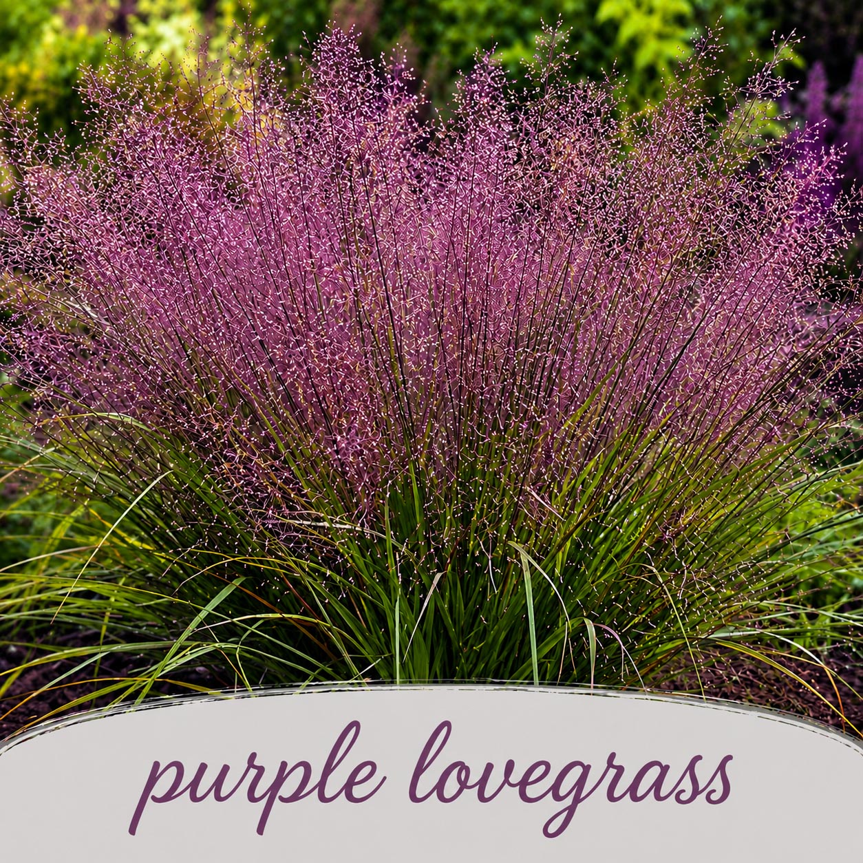 Mini Native Short Deer & Rabbit Resistent Seed Mix | Prairie Legacy Inc.