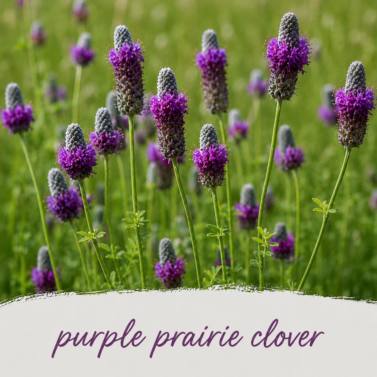 Mini Native Short Pollinator Patch Seed Mix | Prairie Legacy Inc.